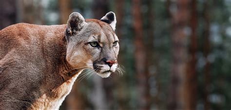 cougar inculata